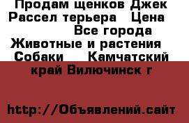 Продам щенков Джек Рассел терьера › Цена ­ 25 000 - Все города Животные и растения » Собаки   . Камчатский край,Вилючинск г.